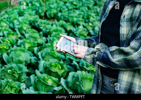 young farmer observing some charts vegetable filed in mobile phone, Smart Eco organic farm 4.0 technology concept, Agronomist in Agriculture Field Stock Photo
