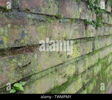 Old brick wall covered with moss. Selective focus. Stock Photo