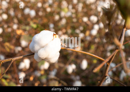 Cotton ball in full bloom fields ready for harvesting Stock Photo