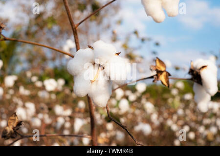 Cotton ball in full bloom fields ready for harvesting Stock Photo