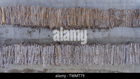 Stacks of birch logs in an open logging warehouse. Top view. Stock Photo