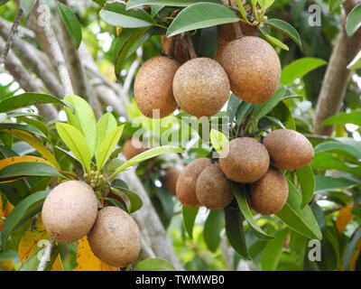 Tropical plant sapodilla with brown fruits and green leaves in Kochi Kerala Stock Photo