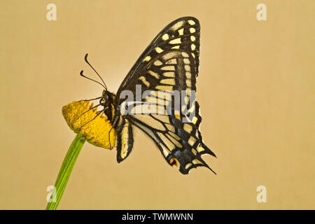 Portrait of an Anise Swallowtail Butterfly, Papilio zelicaon, photographed in the Cascade Mountains of Central Oregon.