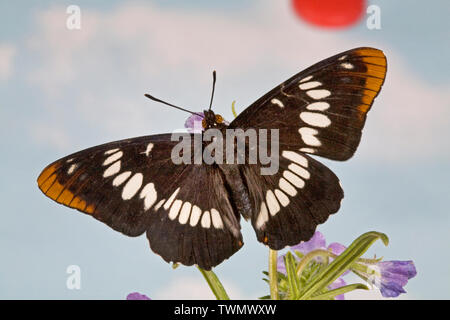 A dorsal or top view of Lorquin's Admiral butterfly, Limenitis lorquini, photographed on wildflowers in the Oregon Cascade Mountains, Oregon Stock Photo