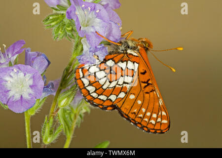 Ventral or side view of a Snowberry Checkerspot butterfly, Euphydryas colon, in the central Oregon Cascades, Oregon Stock Photo