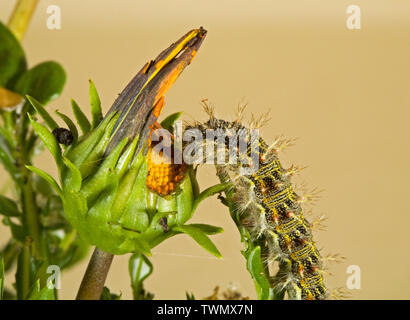 The larva or caterpillar of a Painted Lady Butterfly, feeding on a host plant, in the Cascade Mountains of central Oregon.