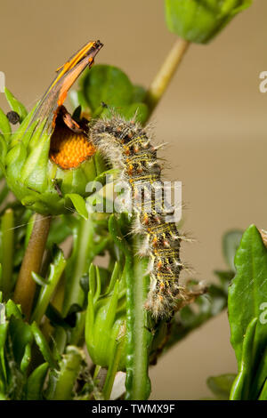 The larva or caterpillar of a Painted Lady Butterfly, feeding on a host plant, in the Cascade Mountains of central Oregon. Stock Photo