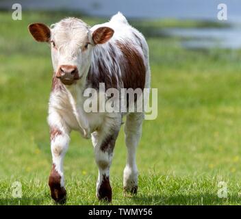 Close up photo of Longhorn Cattle in the UK Stock Photo