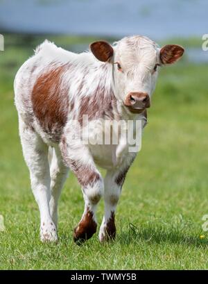 Close up photo of Longhorn Cattle in the UK Stock Photo