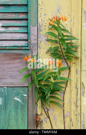 Chipped paint in New Orleans, Louisiana. Stock Photo