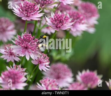 A close up photo of a pinky red Astrantia Stock Photo