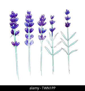 Hand drawing  watercolor lavender. Floral illustration. Stock Photo