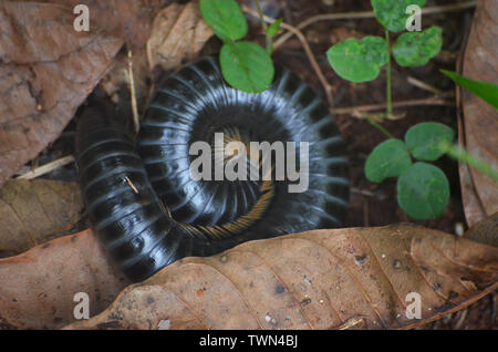 Giant millipedes in Limones de Tuabaquey, a Cuban forest reserve Stock Photo