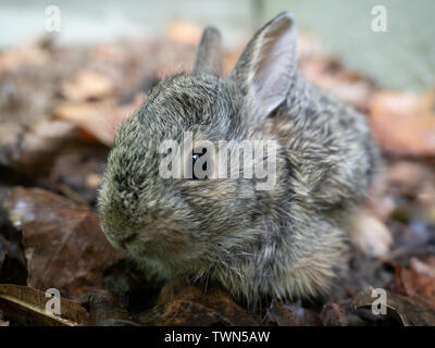 Close up of a juvenile cottontail rabbit surrounded by dried leaves. Photographed with shallow depth of field. Stock Photo