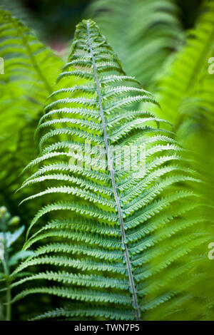 Beautyful ferns leaf green foliage natural floral fern background in sunlight, sacral geometry concept, eco-friendly background Stock Photo
