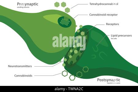 Endocannabinoid System diagram illustration about cannabis as herbal alternative medicine and chemical therapy, healthcare and medical science vector. Stock Vector