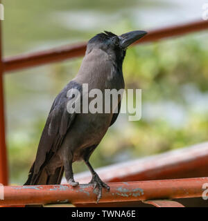 House Crow (Corvus splendens) race "protegatus" perched yet missing one foot. Stock Photo
