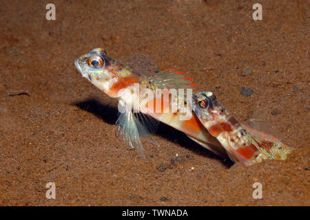 Redmargin Shrimpgoby, Amblyeleotris rubrimarginata. Pair in burrow. Tulamben, Bali, Indonesia. Bali Sea, Indian Ocean Stock Photo