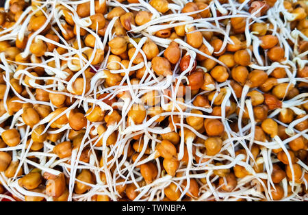 closeup view of sprouted chickpea bengal gram with white long roots Stock Photo