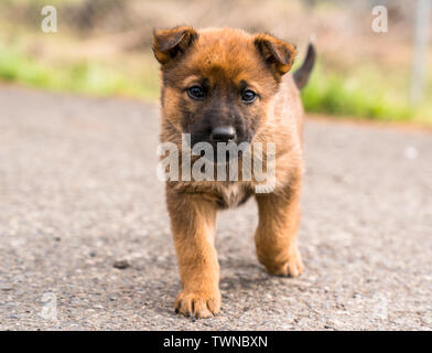 Mutt puppies near store me