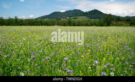 The castle Ortenberg in the Kinzig valley in Germany Stock Photo