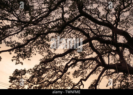 Silhouette of Rain tree with big branch cover shady at evening Stock Photo