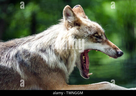 Yawning wolf portrait, side view with open mouth, teeth, European gray wolf, Canis lupus,  Germany Saxony, Europe wolf portrait close up