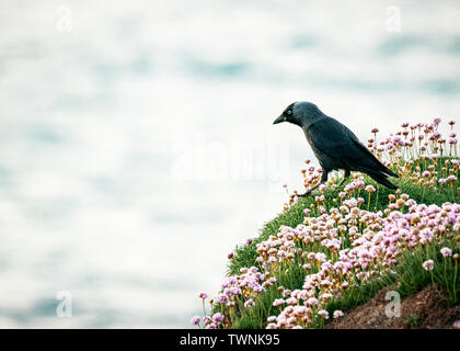 close up of a jackdaw on a cliff top covered in heather over looking the sea in padstow cornwall uk Stock Photo