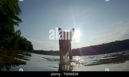 Berlin, Germany. 22nd Mar, 2016. A dog leaves the Grunewaldsee in the morning after a bath. Credit: Paul Zinken/dpa/Alamy Live News Stock Photo