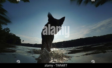 Berlin, Germany. 22nd Mar, 2016. A dog leaves the Grunewaldsee in the morning after a bath. Credit: Paul Zinken/dpa/Alamy Live News Stock Photo