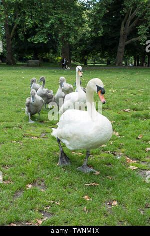 A family of Mute swans walking line astern, London, UK Stock Photo