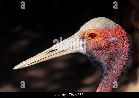 Adult Brolga Grus Rubicunda Close Victoria Australia Stock Photo