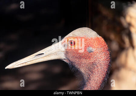 Adult Brolga Grus Rubicunda Close Victoria Australia Stock Photo