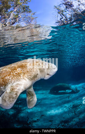 Endangered Florida Manatees, Trichechus manatus latirostris, gather at Three Sisters Spring in Crystal River, Florida, USA. The Florida Manatee is a s Stock Photo