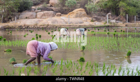 Women working in the rice fields on a hot summer day in south India. Stock Photo