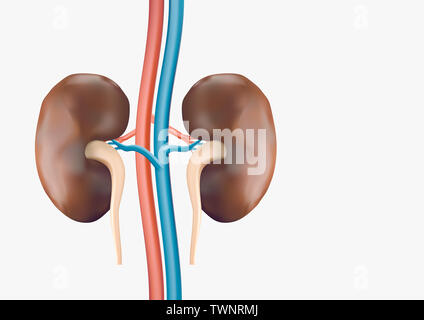 Human kidney medical diagram with a cross section of the inner organ