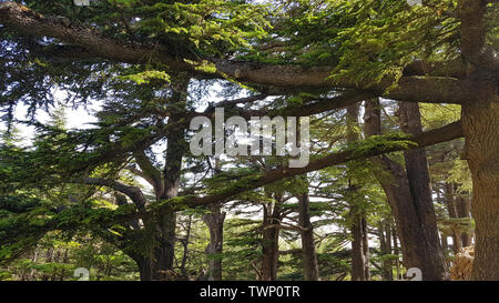 The Cedars of God located at Bsharri, are one of the last vestiges of the extensive forests of the Lebanon cedar that once thrived across Mount Lebano Stock Photo