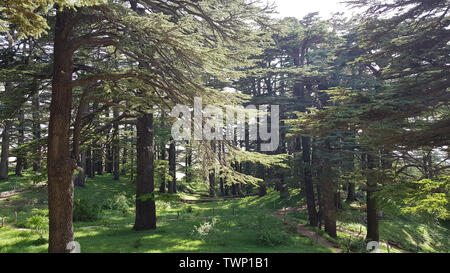 The Cedars of God located at Bsharri, are one of the last vestiges of the extensive forests of the Lebanon cedar that once thrived across Mount Lebano Stock Photo