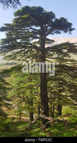 The Cedars of God located at Bsharri, are one of the last vestiges of the extensive forests of the Lebanon cedar that once thrived across Mount Lebano Stock Photo