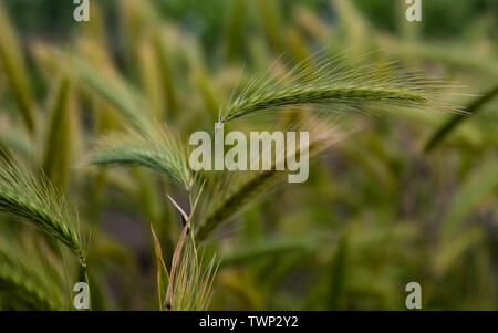 Meadow Barley (Hordeum secalinum) European wild grass close up. Stock Photo