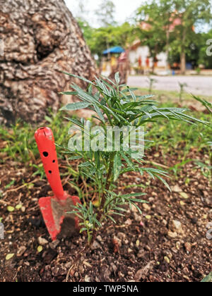 Gardening tools on fertile soil texture background Stock Photo