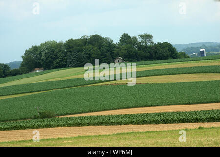 Corn field in Lancaster County, PA, USA Stock Photo
