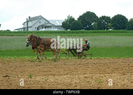 Amish man working on field in Lancaster County, PA, USA Stock Photo