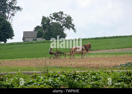 Amish man working on field in Lancaster County, PA, USA Stock Photo