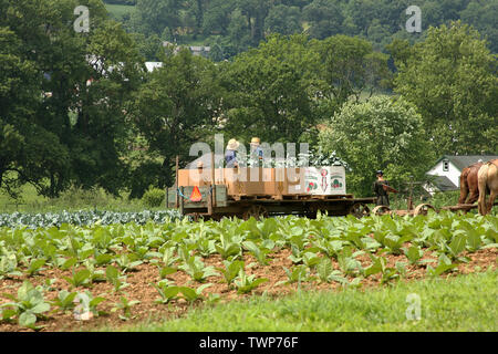 Amish family working in the field in Lancaster County, PA, USA Stock Photo