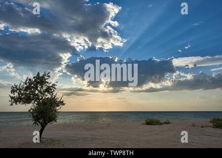 Sun rays through the clouds on the sea, in the foreground a tree on a deserted beach Stock Photo