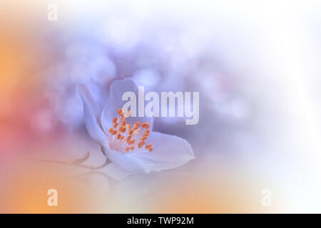 Macro Photography.Floral abstract pastel background with copy space.White Jasmine flowers in soft style for wedding card.Orange Nature Background.Pure Stock Photo
