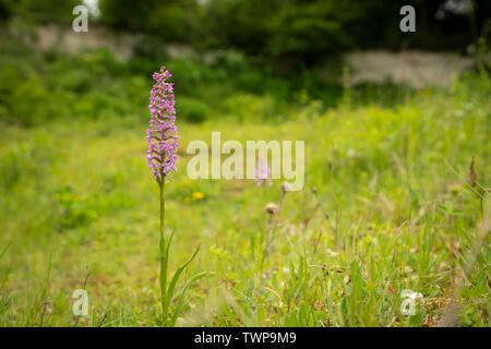 Chalk fragrant orchid; Gymnadenia conopsea, summer in old Chalk quarry. Stock Photo
