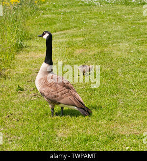 Birds in wildlife-Branta canadensis-Canada goose-Bernache du Canada Stock Photo