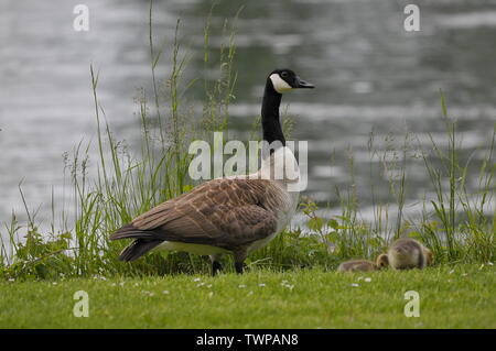 Birds in wildlife-Branta canadensis-Canada goose-Bernache du Canada Stock Photo